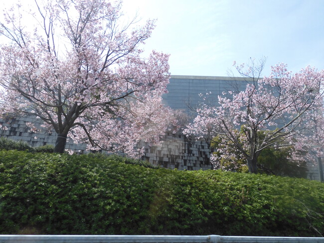青地の館スペシャルイベント･･･桜のお花見ツアーを開催しました
